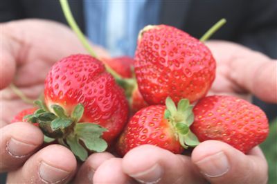 Çilek, Sason'un kaderini değiştirdi