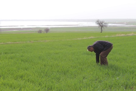 Beyşehir Gölü kıyısındaki ürünler zarar gördü