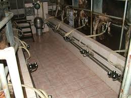 Ortakaraören'de 12 Başlı Koyun Süt Sağım Platformu Açıldı