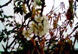 Bozkır'da ağaçlar çiçek açtı