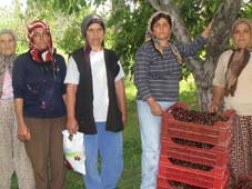 Kiraz üreticileri memnun değil