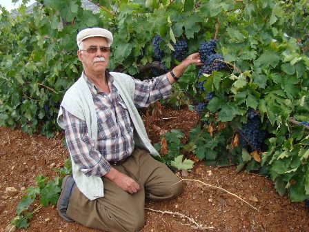 Selvi: 2013 üzüm yılı olacak