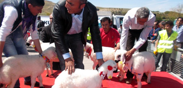Malatya'da kuzular podyumda yarıştı