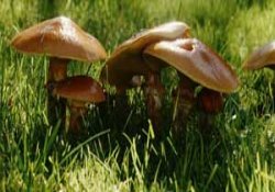 Mantar zehirlenmelerine dikkat