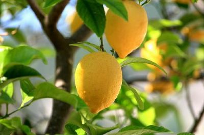 Sağlığınız için bol bol limon sıkın