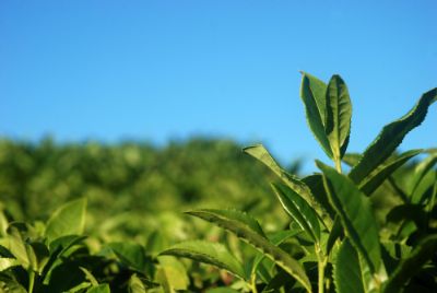 Çaykur'da grev kararı