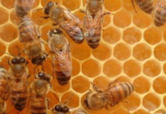 Yol üzerinde bal satışına son