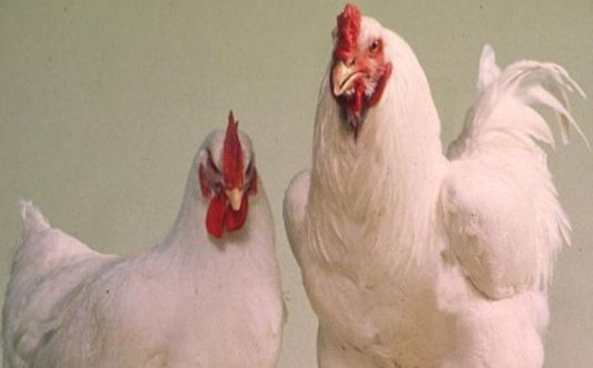 "Türkiye'de Kuş Gribi Tehlikesi Yok"