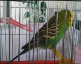 İhlas suresini okuyan muhabbet kuşu TIKLA İZLE