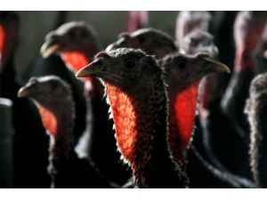 Almanya'da Kuş Gribi