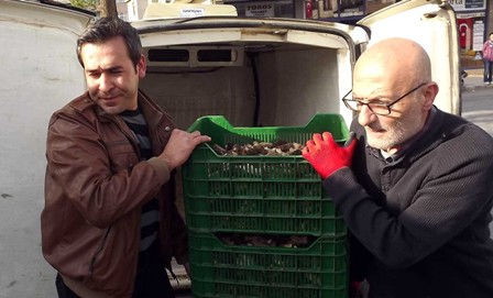 Göbek mantarı yurt dışına ihraç ediliyor
