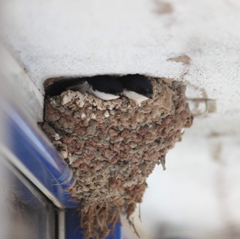 Yavru kırlangıçlar özgürlüğe kanat çırpmayı bekliyor