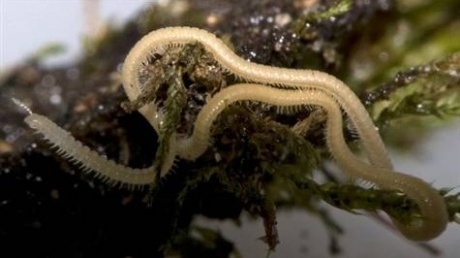 Ne Ayak Kimse Çözemedi.. ?