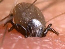 Kene Kabusu Geri Döndü…