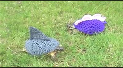 Kaplumbağa Sevgisini Fazla Abartınca