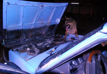 Polis köpekleri, kokainde polisi geçti