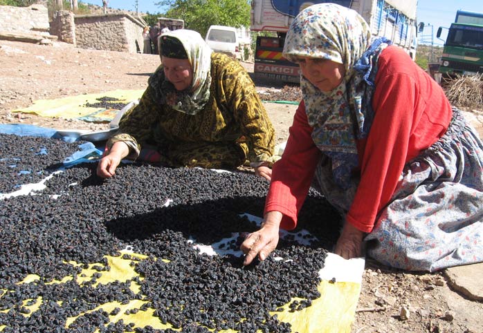 Şimdi Toroslar'da pekmez zamanı
