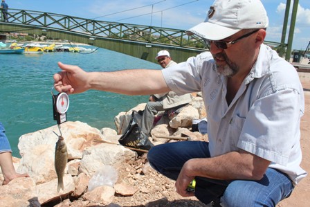 Oltaya levrek yerine sazan geliyor