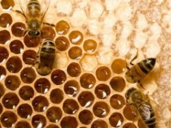 Sahte bal nasıl anlaşılır