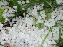 Dolu Yağdı Bağlarda Hasara Neden Oldu