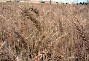 Ereğli'de kuraklık tespit cihazı kuruldu