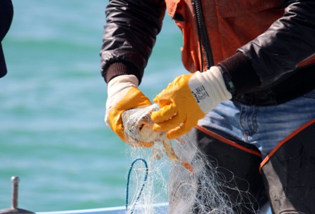 Kaçak avcılar yakalıyor, onlar göle salıyor