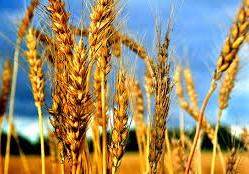 "SÜPER BUĞDAY" Oda Ne..?