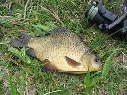 Oltalar, Şehit Annesine Destek İçin Atılacak