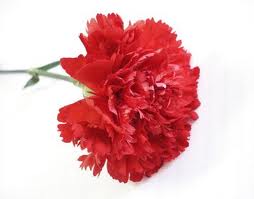 Mehmetçikten Annelere Karanfil