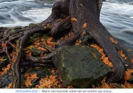 Ağaç  İlçeyi Susuz Bıraktı