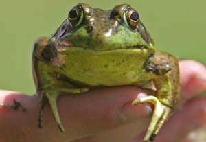 Varlıkların dilinden: Kurbağa
