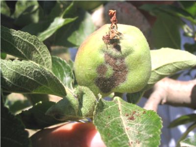 Beyşehir'de üreticilere karaleke uyarısı