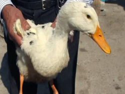 Ördeğe tecavüz davası sonuçlandı