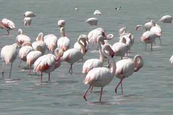 Düden Gölü’nde flamingo sayısı artıyor