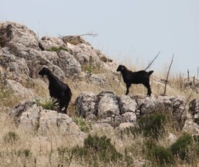 Adaların özgür hayvanları