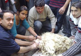 Koyunun kopan kuyruğunu diktiler