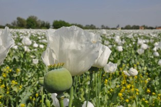 Haşhaş üreticisine "müracaatta son gün" uyarısı