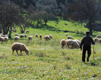Devletin kuzuları çalınınca...