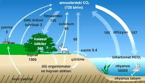 Doğa Nasıl Çalışır ?