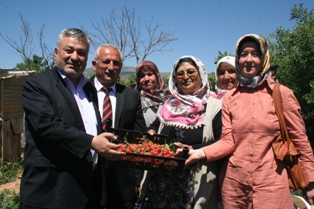 Selvi: Çileği de süperliğe çıkardık