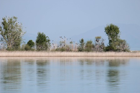 Beyşehir Gölü adalarında yavru kuşlarla renklendi