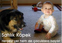 Akla ziyan seri ilanlar