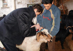 Kurbanlık fiyatlarında artış yok