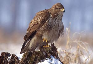 Şahin avcıları yakalandı