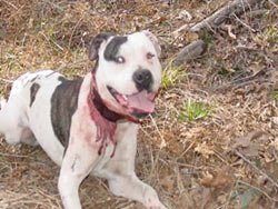 Mardin'de köpek dehşeti