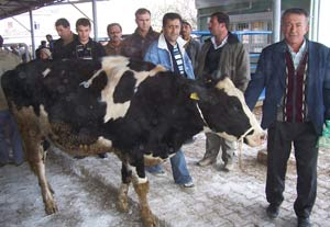 Karapınar’da 200 düve dağıtıldı