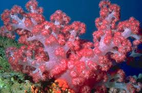 Van Gölü'nde Mercan Kolonileri Bulundu