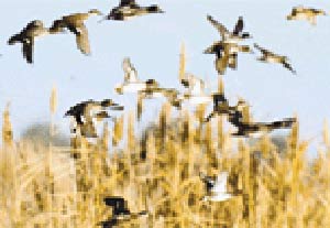 Göl kurudu, suni göl maya tuttu