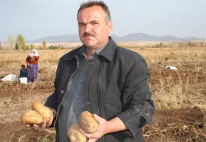 Patates hasadı sürüyor