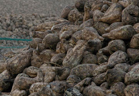 Kulu'da pancar alımları başladı